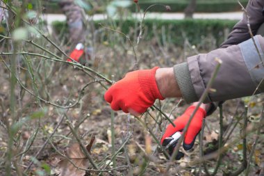 Toprakta diz çöken, ağaç dallarını makasla kesen bir insan..