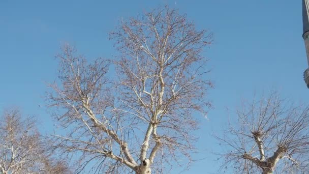 Lombhullató Fák Ágai Parkban Tavaszi Napsütésben — Stock videók