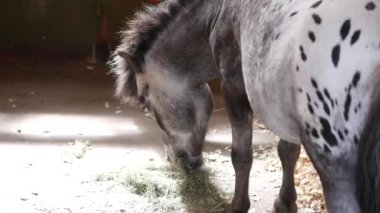Benekli ve siyah benekli atların ahırda ve ahırda saman yerken yakın çekim görüntüleri..