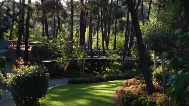 Pădure Verde Luxuriantă Copaci Tufișuri Care Înconjoară Peluză Verde Luxuriantă — Videoclip de stoc