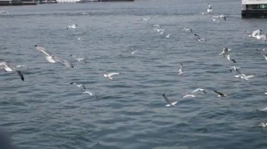  Boğaz nehrinde uçan martılar ,