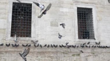 Cami tarafında dinlenen güvercinler İstanbul 'da yürüyor 