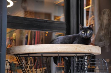  İstanbul Kafe Caddesi 'nde bir sandalyede oturan siyah renkli kedi. .