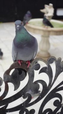 Güvercin olarak da bilinen bir kaya güvercini sürüsü asfalt kaldırıma tünemiş ve bir etkinlik sırasında kalabalıkla yer paylaşmaya uyum sağlamıştır.