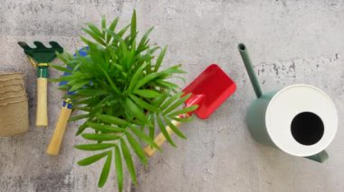 Gardening tools and flower pots with plants on a table .