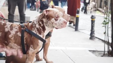 Kahverengi ve beyaz kürklü iki Amerikan Bulldog koşum takımı takıyor ve kalabalık bir şehir caddesini gözetliyor..