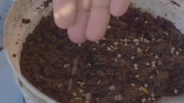 Topraklı bir tencereye küçük acı biber tohumları koyuyorsun. ,