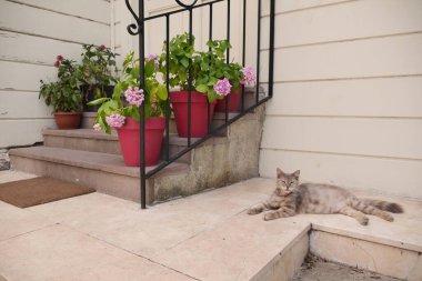 Kedi oturur ve pencereden dışarı bakar. Hayvan sahibini bekliyor..