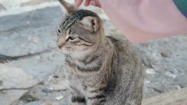 Dişi kedisine sarılıyor. Kediyle yaşayan insanlar.