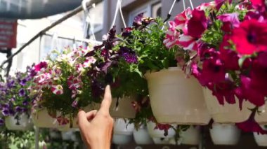 Canlı bir bahçe pazarında sepetlerden çiçek seçen bir el. Canlı renkler..