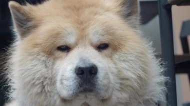 Kabarık tüylü bir Chow Chow köpeği kaldırımda yatarken sahibinden memnuniyetle ilgi görüyor.