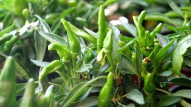 Chilli plant in the garden