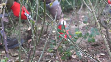 Toprakta diz çöken, ağaç dallarını makasla kesen bir insan..