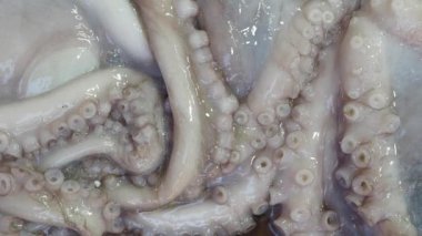 Yüksek çözünürlüklü enayileri ve desenli deriyi gösteren ahtapot dokunaçlarının ayrıntılı görüntüsü.