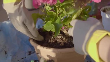 Eldivenli bahçıvan saksıya çiçek naklediyor ahşap masada, toprak etrafa saçılmış..