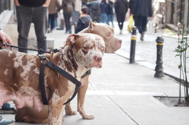 Kahverengi ve beyaz kürklü iki Amerikan Bulldog koşum takımı takıyor ve kalabalık bir şehir caddesini gözetliyor..