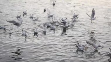 Su üzerinde uçan martı sürüsü, hareketli doğanın dinamik enerjisini gösteriyor..