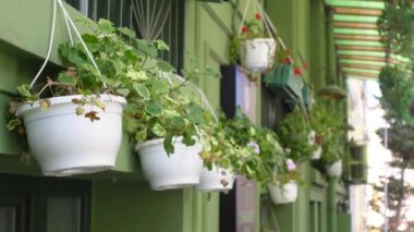 Yeşil boyalı dış duvarda yeşil bitkilerle bir sıra beyaz saksı..