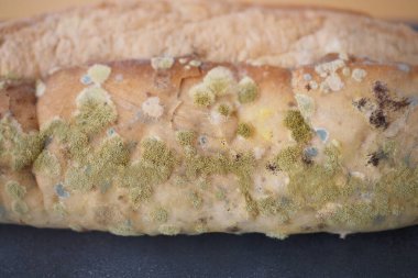 Küflü ekmek. Bozulmuş ürünler,