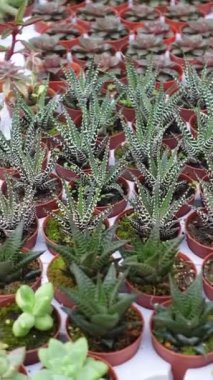 Pazardaki çömleklerde bir sürü kaktüsün yakın çekimi. .