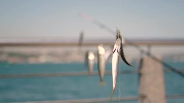 İki küçük balık kaldırımda bir oltaya asılmış..