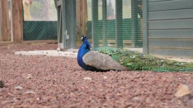 Canlı ve renkli bir tavus kuşu yerde huzur içinde ve zarafetle yatıyor.