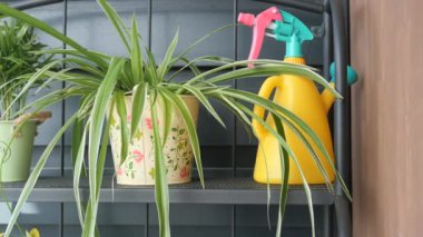 Canlı bir sulama tenekesi ve şık bir iç rafa yerleştirilmiş hoş bir saksı çiçeği.