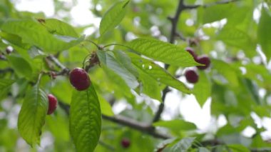 Olgun kirazlar bir ağaca tutunur