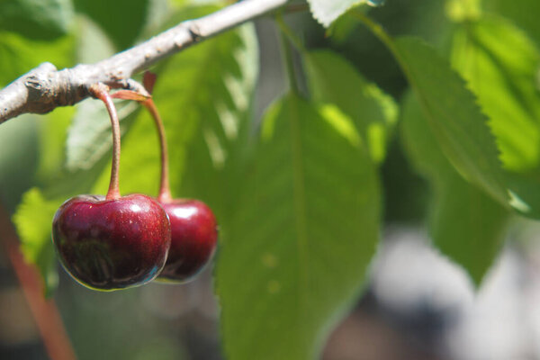 Спелые вишни висят на дереве