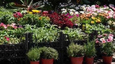 İstanbul 'daki çiçekçi, sokak dükkanında satmak için çiçek sergisi.