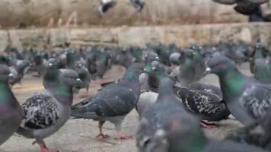 Güvercin olarak da bilinen bir kaya güvercini sürüsü asfalt kaldırıma tünemiş ve bir etkinlik sırasında kalabalıkla yer paylaşmaya uyum sağlamıştır.