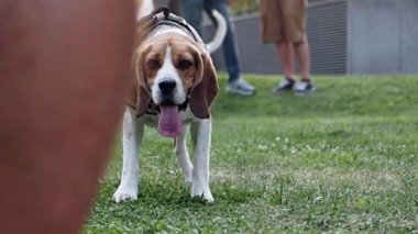 Dili dışarıda neşeli bir av köpeği güzel bir parkta kameraya doğru yürüyor.