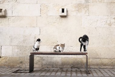 Enfes ve büyüleyici bir şehir ortamında, neşeli kediler bir bankta huzur içinde dinleniyor.