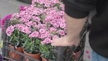 Canlı pembe çiçekleri dekoratif kaplarda, hevesli müşteriler için hazır.