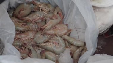 Çiğ kral karidesinin üst görünümü ,