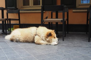 Yumuşak bir köpek rahat bir şekilde rahat bir kafenin dışındaki sıcak kaldırımda dinleniyor, anın tadını çıkarıyor.