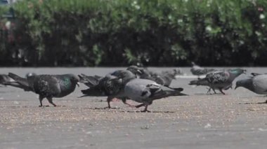 Güvercin olarak da bilinen bir kaya güvercini sürüsü asfalt kaldırıma tünemiş ve bir etkinlik sırasında kalabalıkla yer paylaşmaya uyum sağlamıştır.