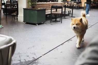 Yumuşak ve tapılası bir Chow Chow köpeği dışarıda, ahşap bir güvertede huzur içinde uzanıyor.