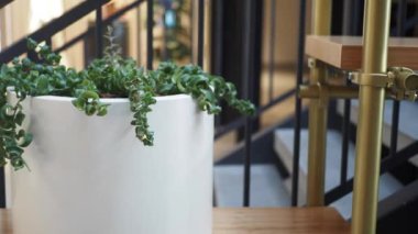 Pirinç boru ve şelale yeşilliği olan şık endüstriyel raflar şık ve çağdaş bir görünüm yaratıyor..