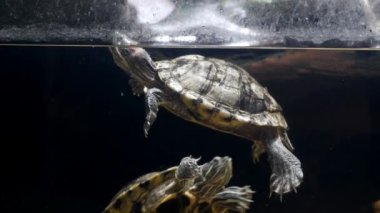 A turtle swimming gracefully underwater in a tranquil aquatic environment, highlighting its beauty