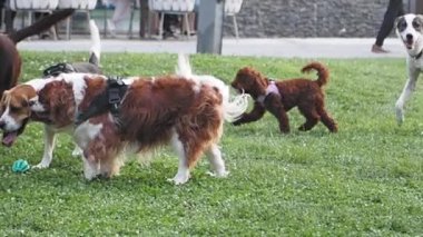 Neşeli köpekler neşeli bir parkta eğleniyor, açık havanın ve havanın tadını çıkarıyorlar.