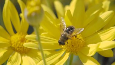 Uçan bal arısı sarı çiçekten polen topluyor.