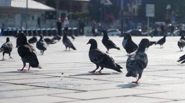 Güvercin olarak da bilinen bir kaya güvercini sürüsü asfalt kaldırıma tünemiş ve bir etkinlik sırasında kalabalıkla yer paylaşmaya uyum sağlamıştır.