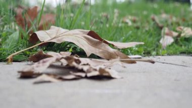 Yeşil çimenlerde düşmüş yapraklar yakın.