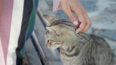 Sıcak ve davetkar bir açık hava ortamında, oyuncu bir kedi, bir insanın elinin yanında etkileşim kurmaktan hoşlanır.