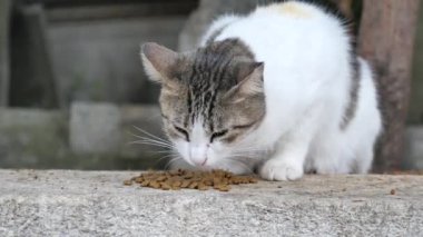 Evcil bir kedi, açık hava ortamında otururken kurak bir yemeğin tadını çıkartıyor.