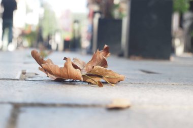 Sonbahar mevsiminde şehrin kaldırımında huzur içinde dinlenen kurumuş yaprakların yakın görüntüsü.