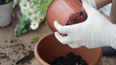 Bir bahçıvan koruyucu eldiven giyerken sağlıklı bir bitkiyi taze toprağa yerleştiriyor.