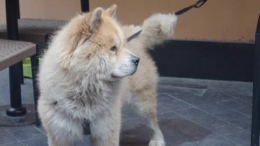 Kabarık tüylü bir Chow Chow köpeği kaldırımda yatarken sahibinden memnuniyetle ilgi görüyor.