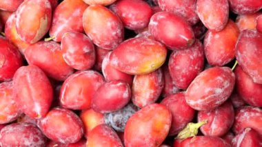 Canlı kırmızı erik yığını taze, baştan çıkarıcı cazibesini ve çekiciliğini sergiliyor.